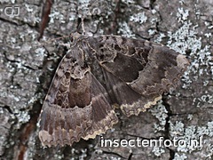 vlinder (2308*1731)